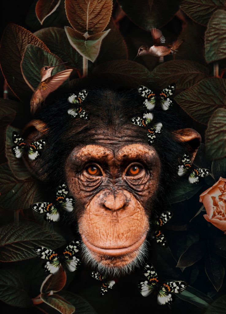 Tropical Chimpanzee Portrait