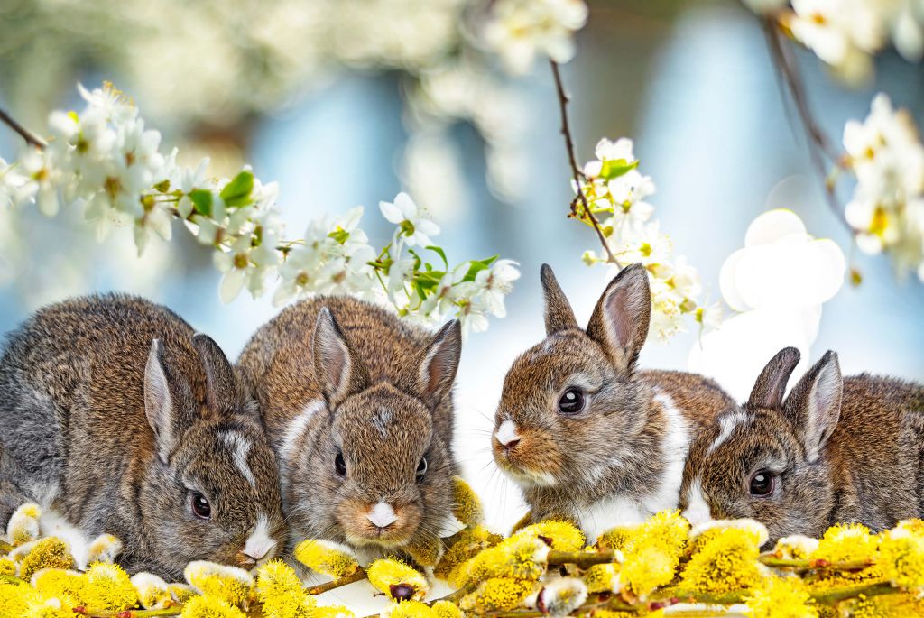 Lapins nouveau-nés