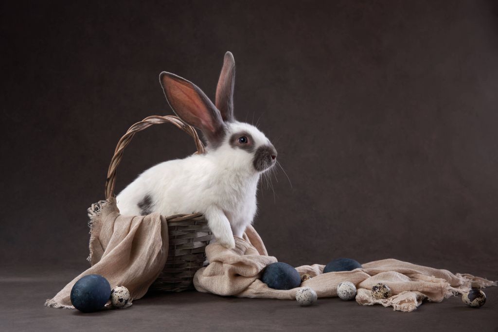 Lapin dans un panier de Pâques