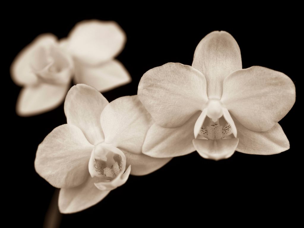 Orchidées blanches