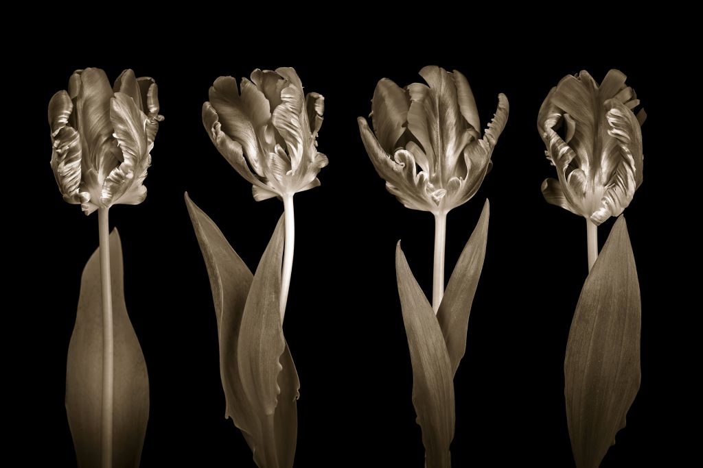 Tulipes rococo