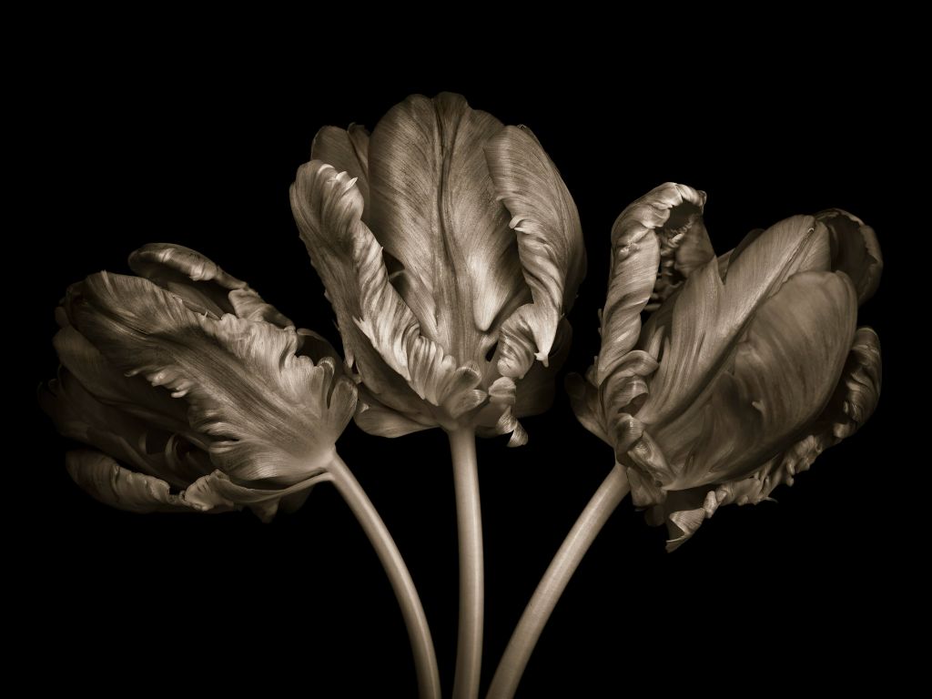 Trois tulipes rococo