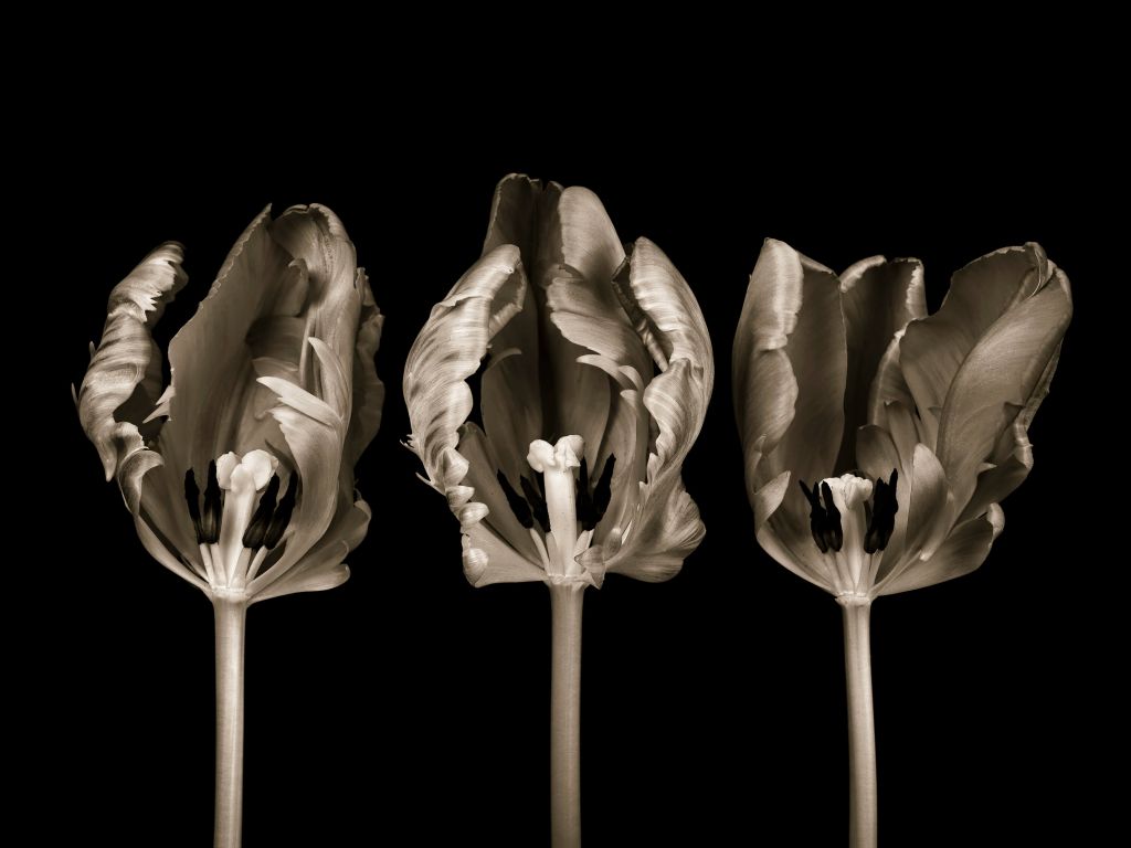 Trois tulipes