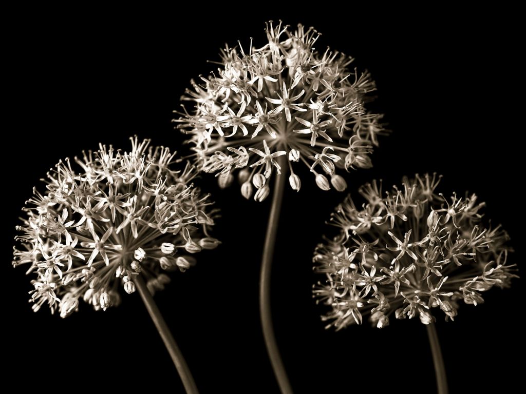 Trois alliums