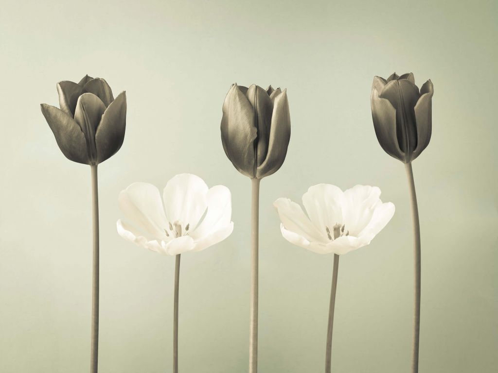 Tulipes en ligne