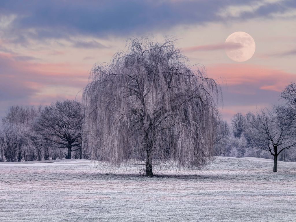 Arbre recouvert de givre