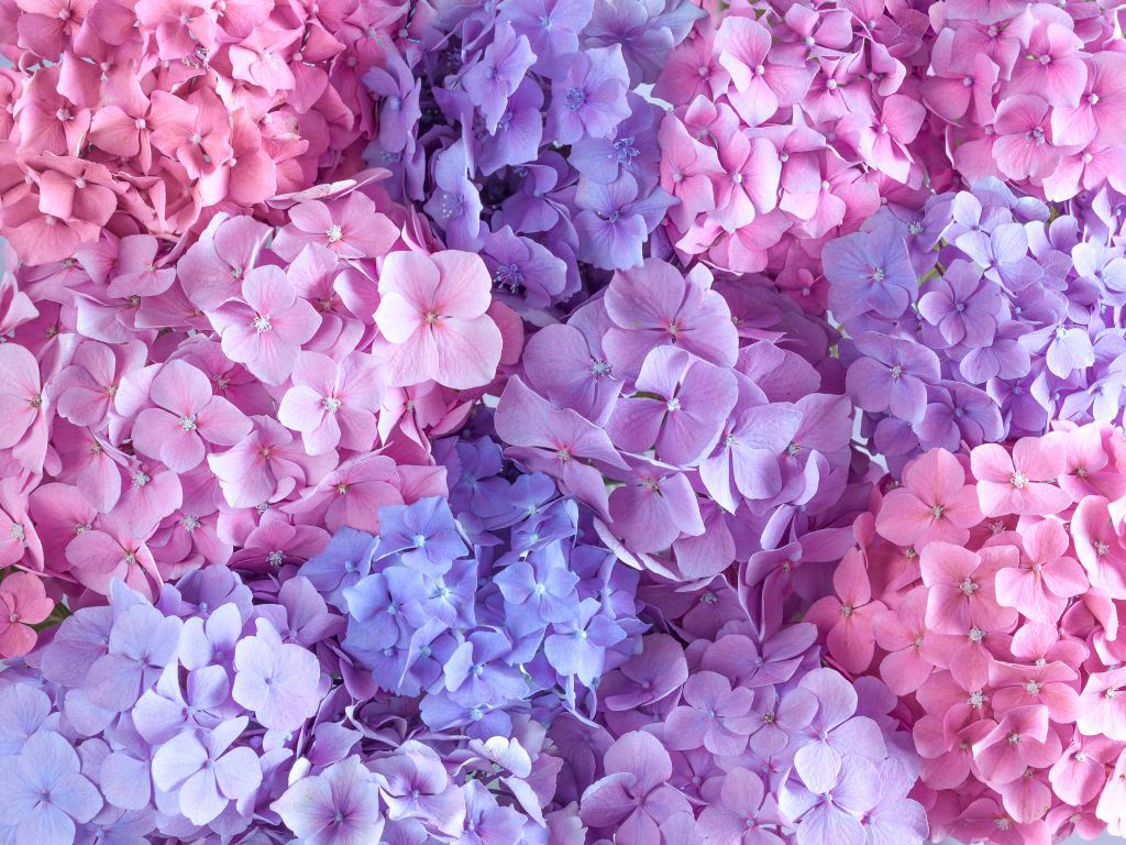 Hortensias multicolores
