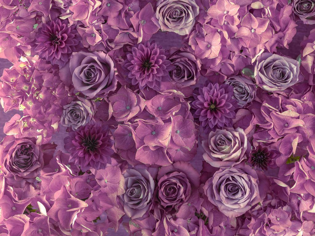 Hortensias mauves, roses et dahlias