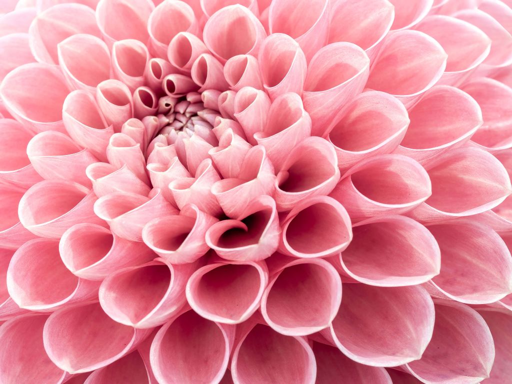 Dahlia rose