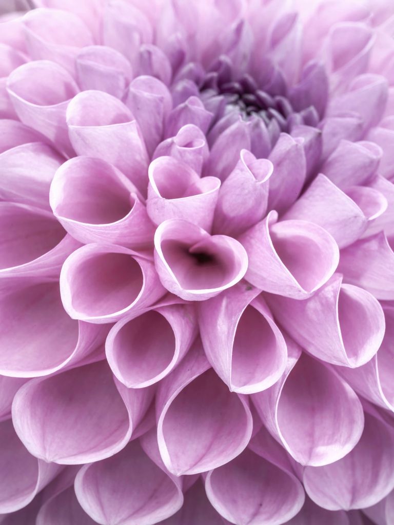 Dahlia mauve