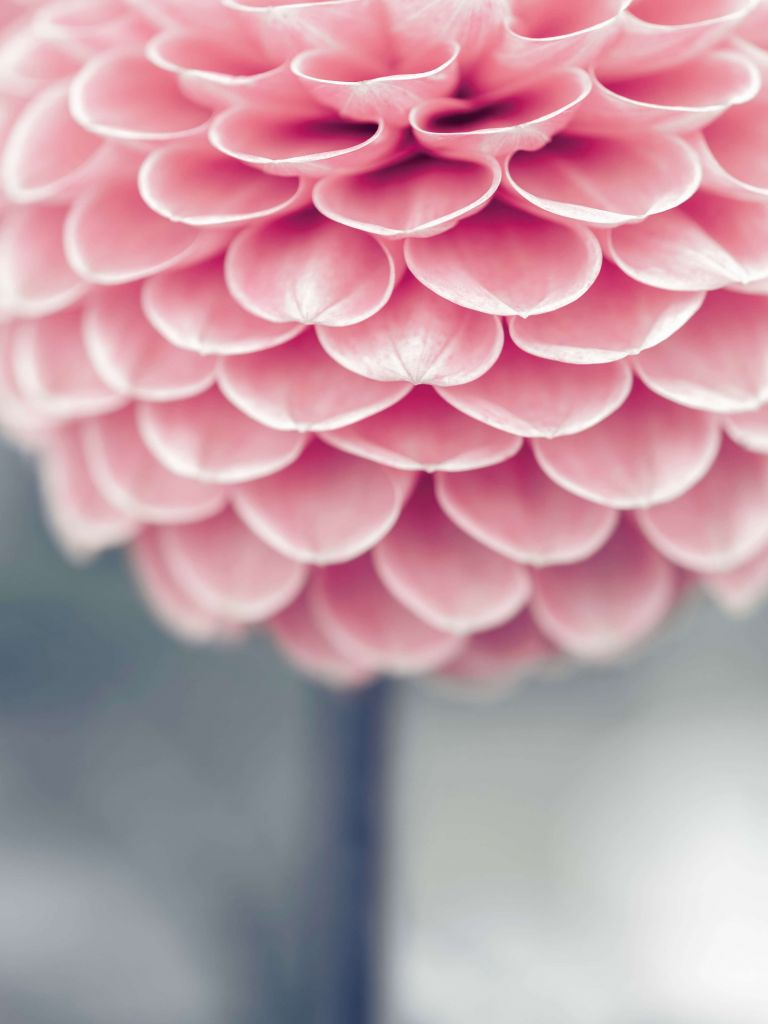 Dahlia en gros plan