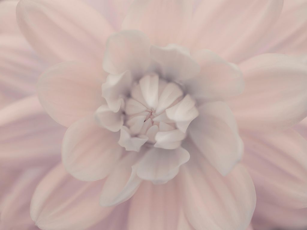 Fleur de dahlia rose