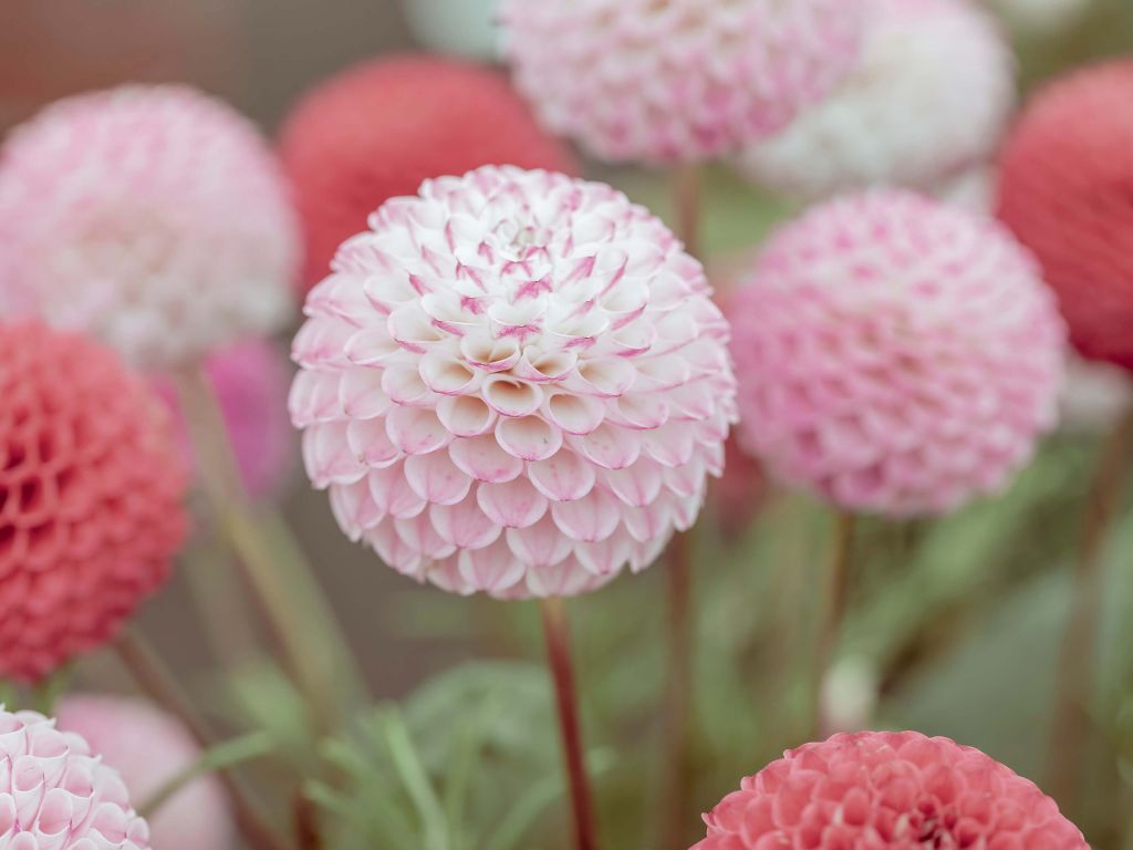 Rose fleurs de dahlia