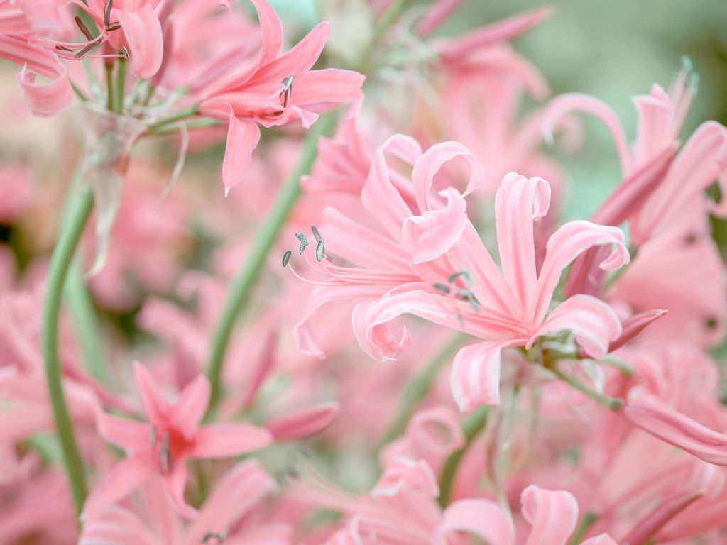 Fleurs de nérinier