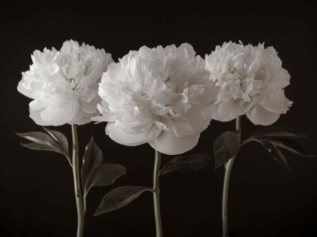 Trois pivoines blanches