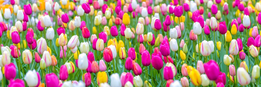 Tulipes multicolores dans un champ