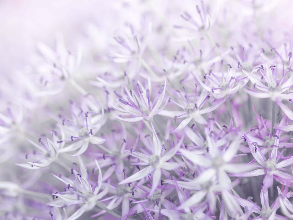 Fleurs d'allium en gros plan