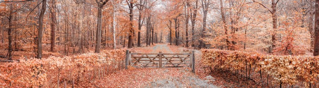 Passage vers la forêt d'automne