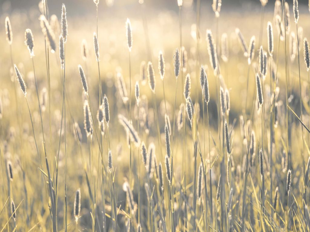 Prairie d'été