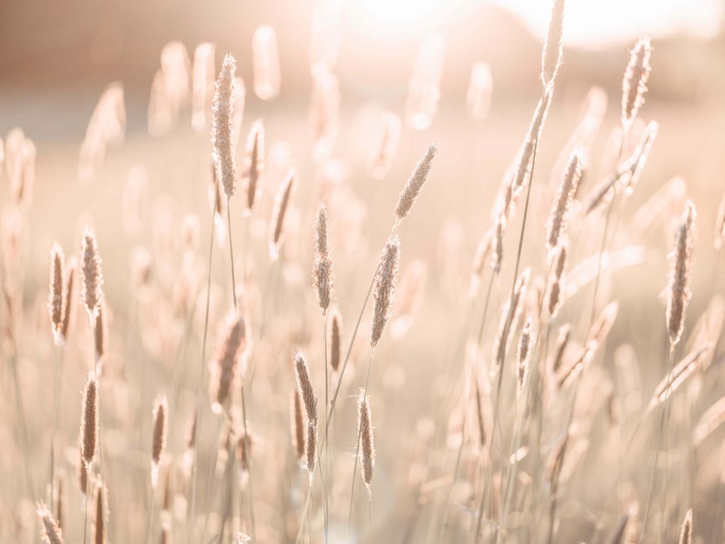 Lumière du soleil à travers la prairie