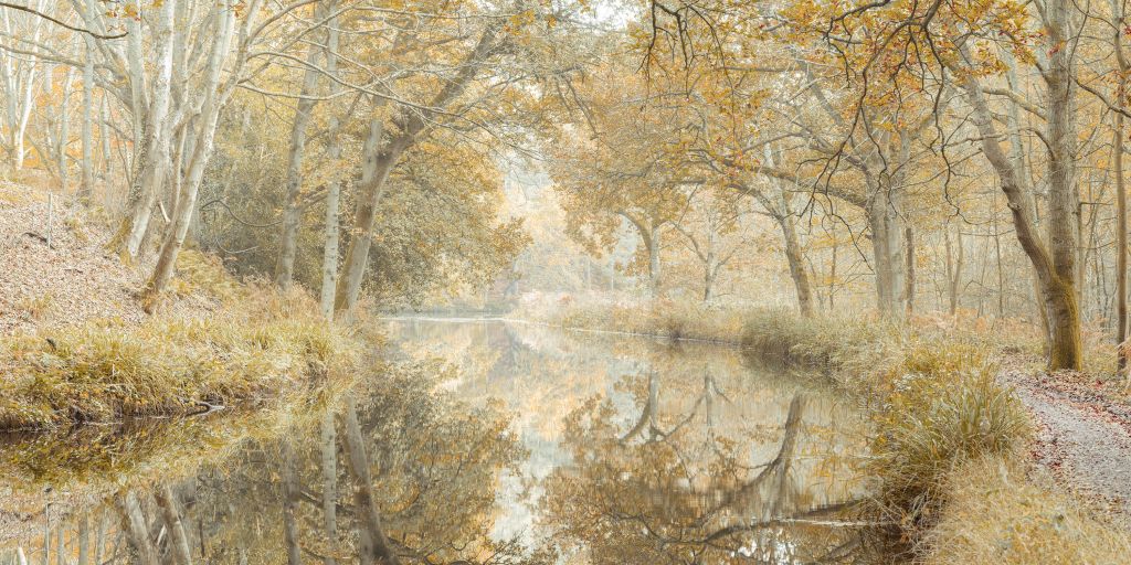 Canal à travers la forêt