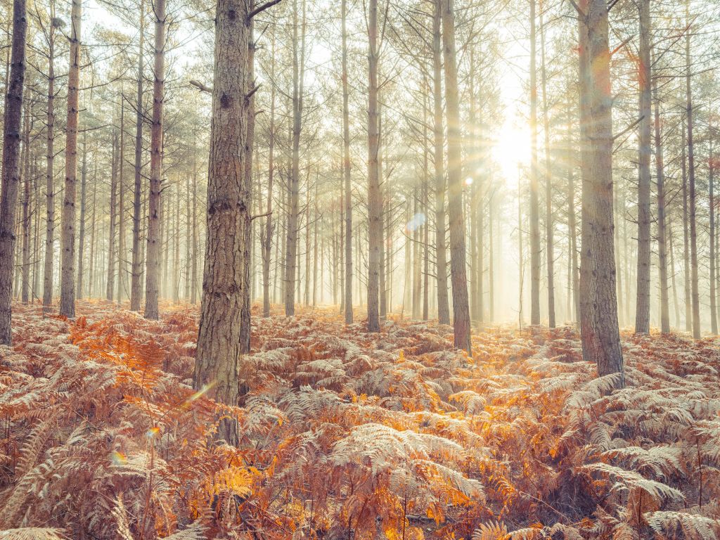 Rayons de soleil à travers des arbres froids