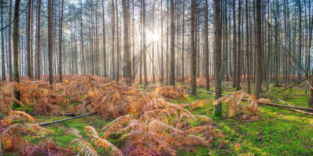 Forêt au lever du soleil