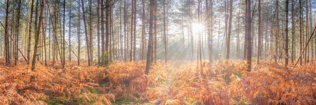 Rayons de soleil à travers la forêt