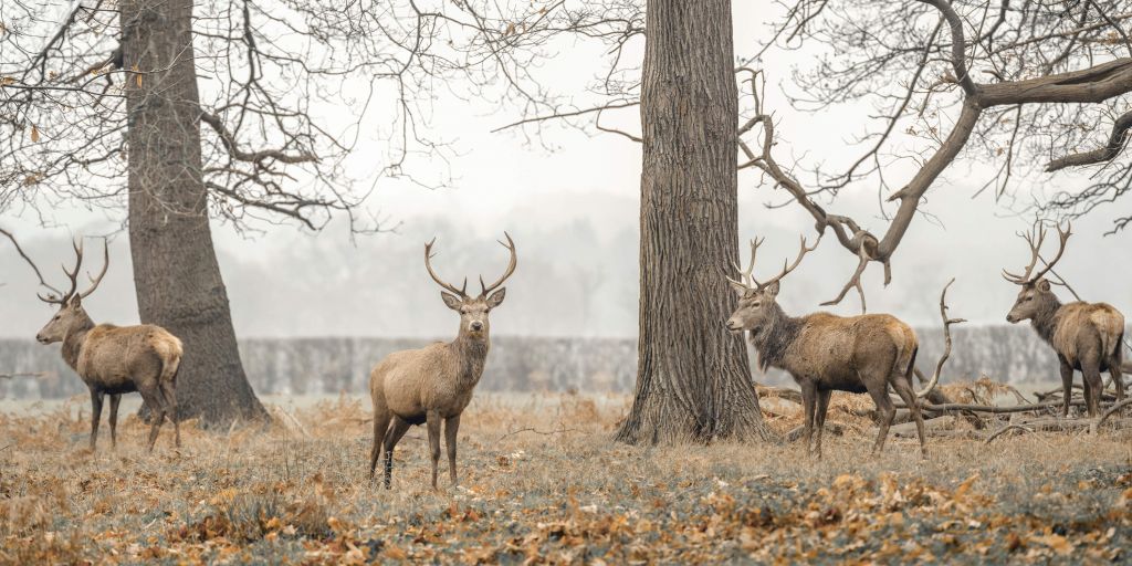 Groupe de cerfs dans un champ