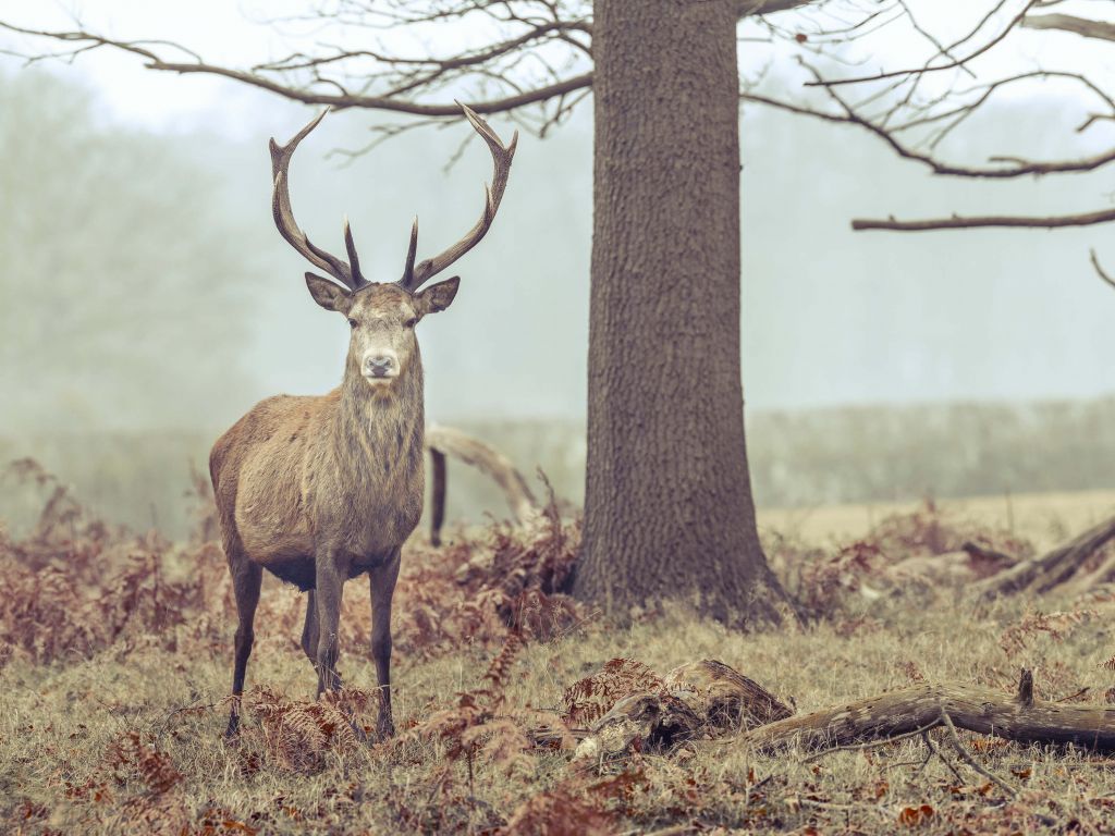 Cerfs à côté d'un arbre