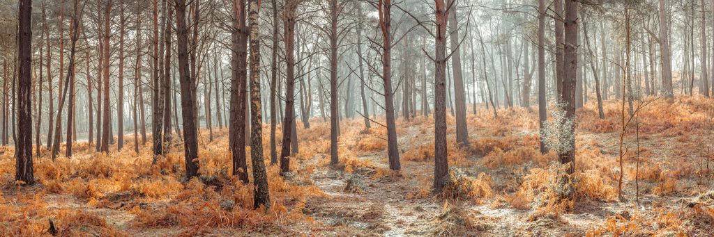 Forêt en automne