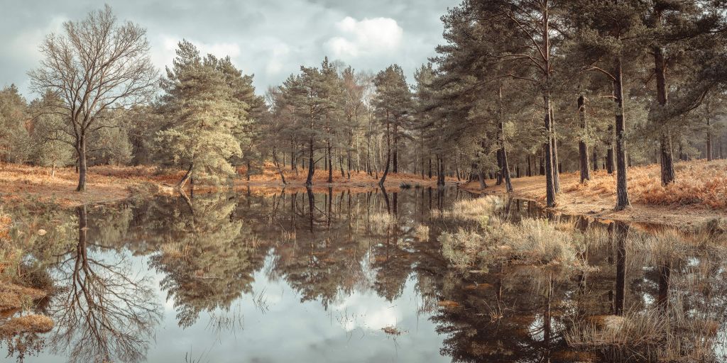 Arbres près d'un lac