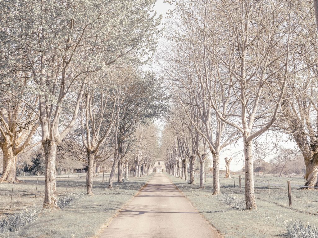 Sentier entre les arbres