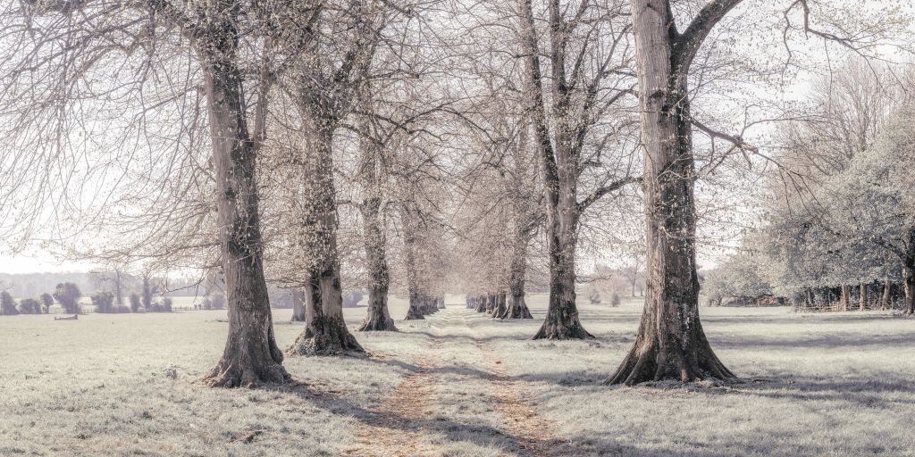 Traces de pneus entre les arbres