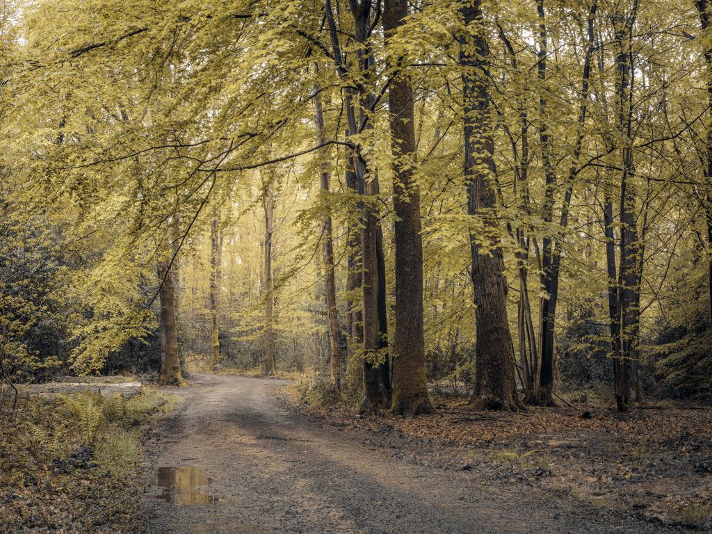 Sentier à travers la forêt verte