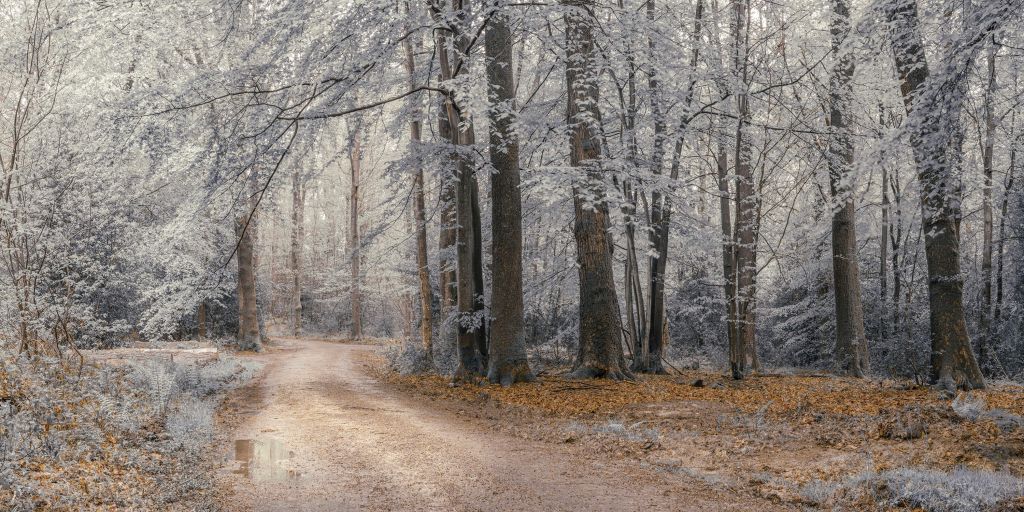 arbres avec des feuilles blanches