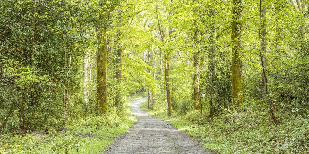 la forêt verte