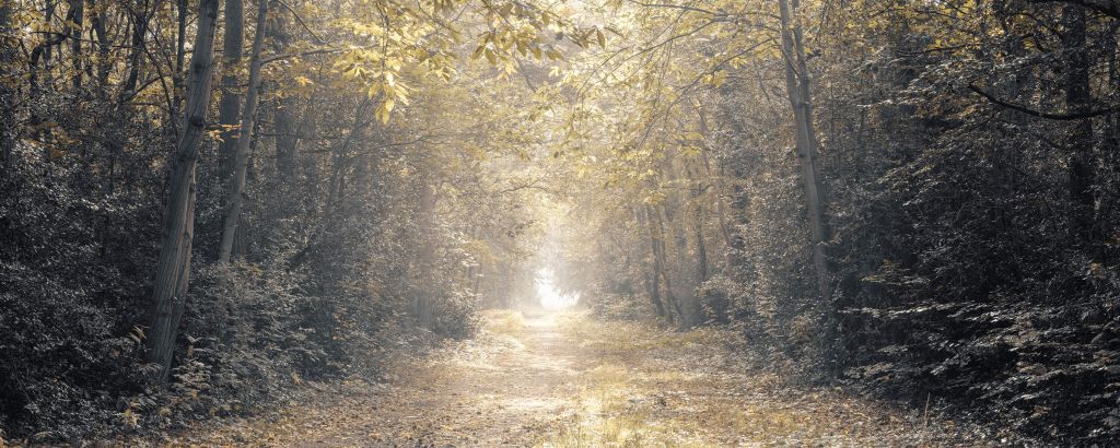 Sentier à travers une forêt abandonnée