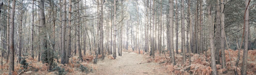 Sentier de sable à travers la forêt