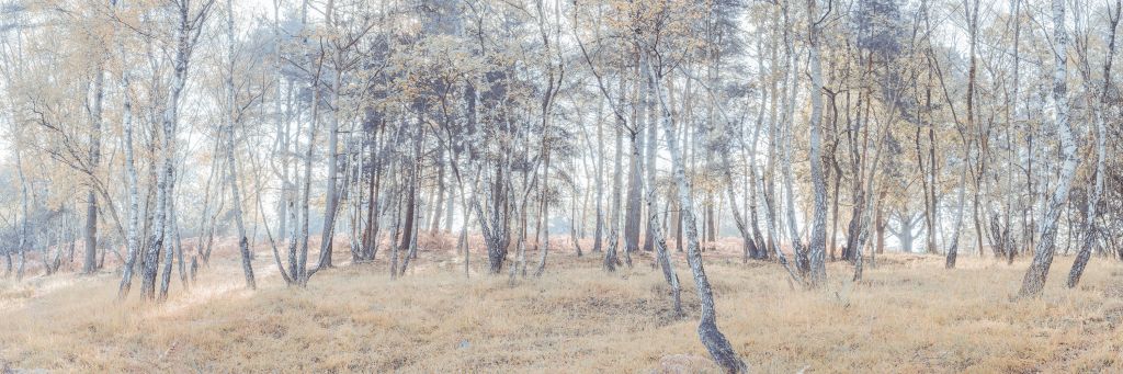 Forêt abandonnée