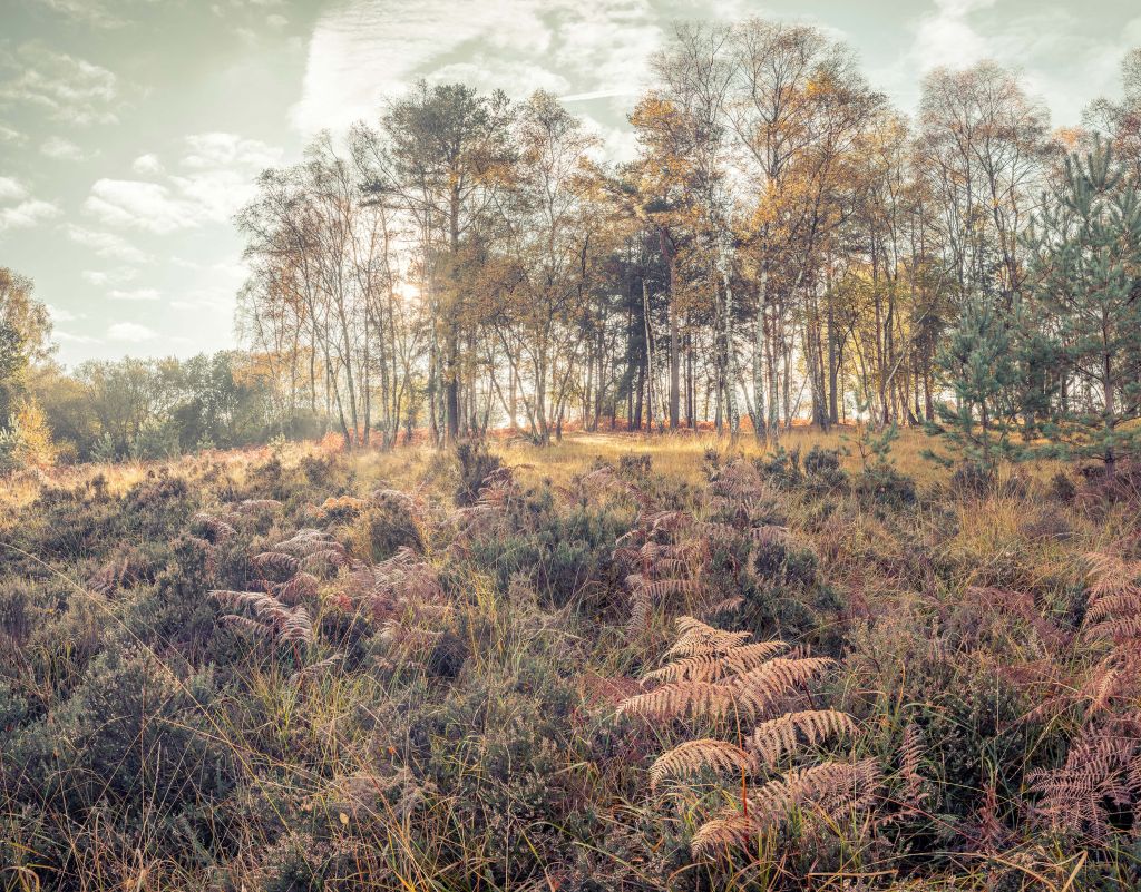 Forêt au matin