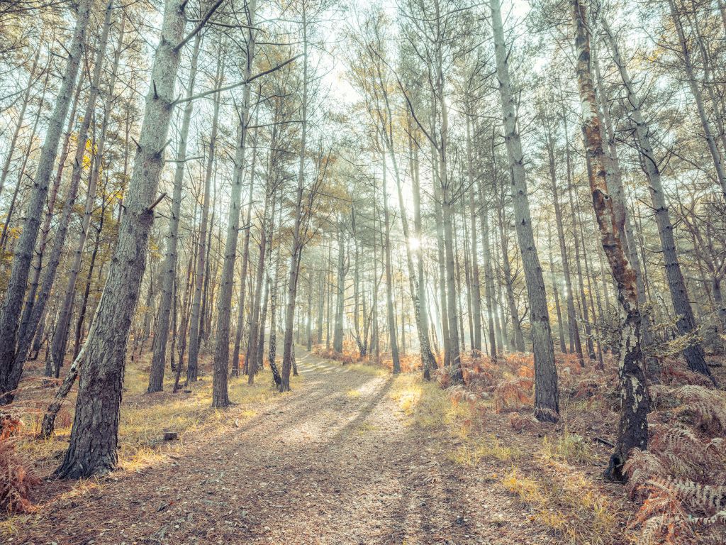 Sentier à travers une forêt ensoleillée