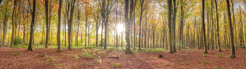 Lumière du soleil à travers la forêt d'automne