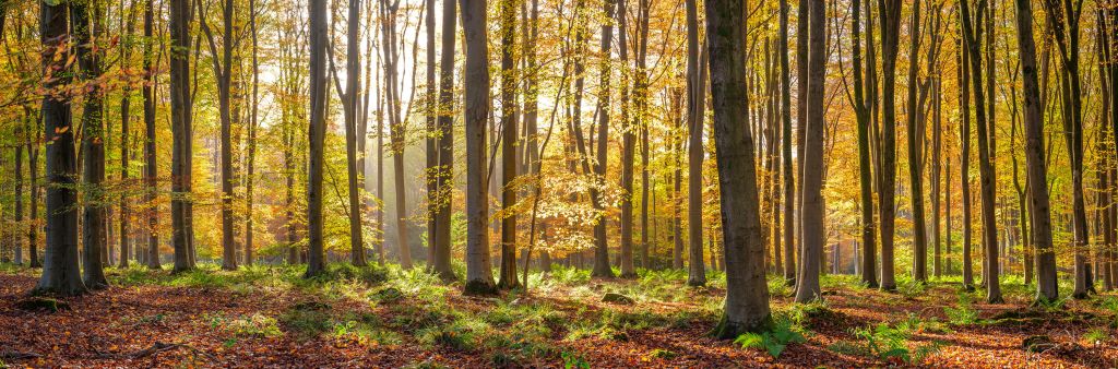 Forêt ensoleillée