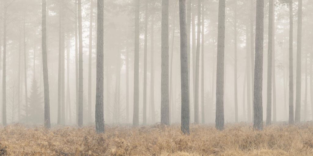 Forêt brumeuse mystérieuse