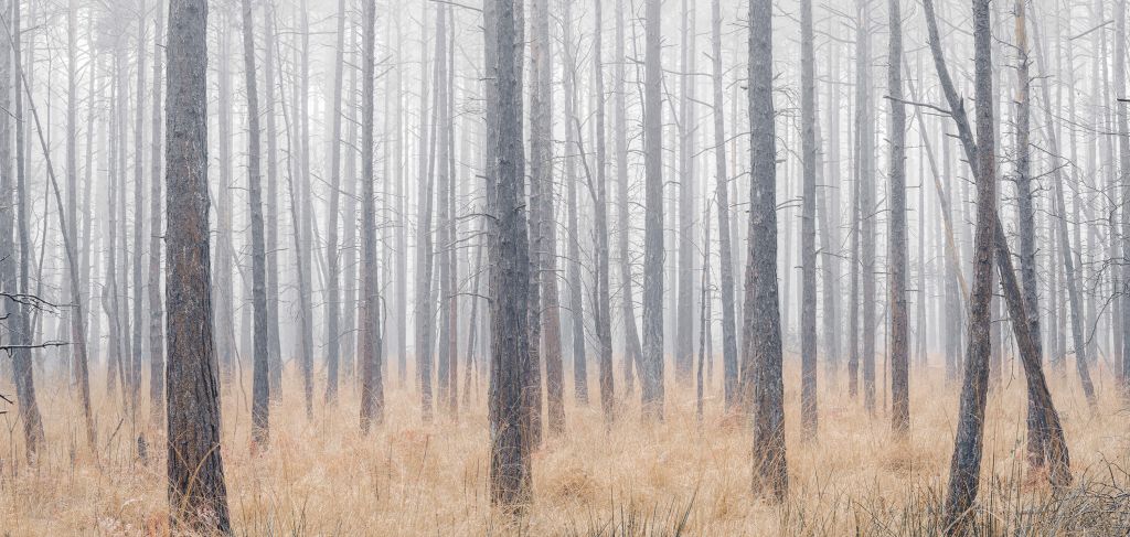 Forêt silencieuse