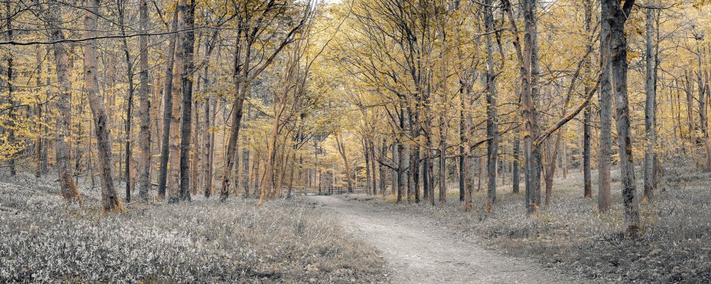 Chemin forestier en automne