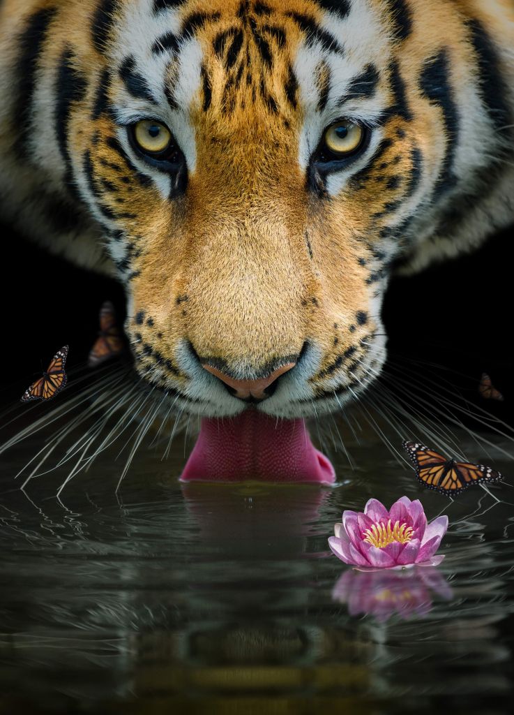 Portrait d'un tigre de la jungle
