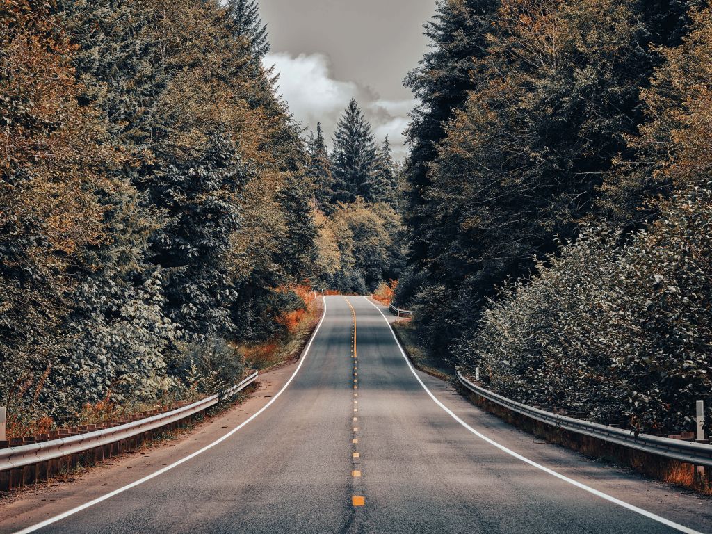 Forêt le long d'une route américaine