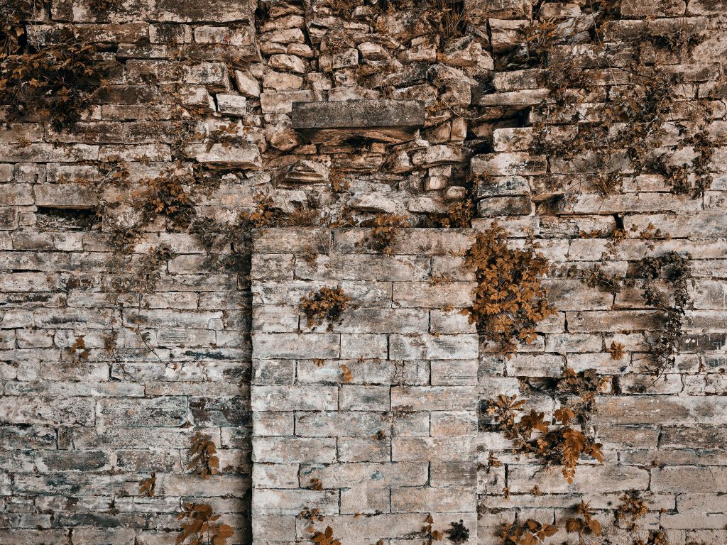 Mur végétal en automne